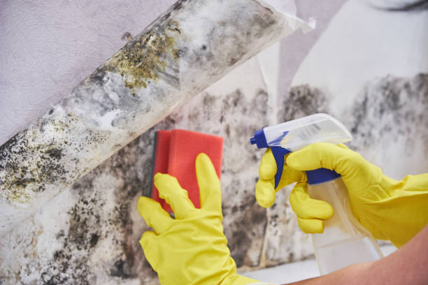 Best Mold Remediation for Healthcare Facilities  in East Honolulu, HI